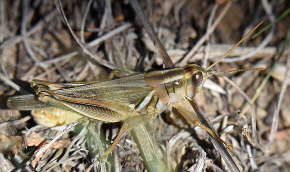 Image de Melanoplus packardii Scudder & S. H. 1878