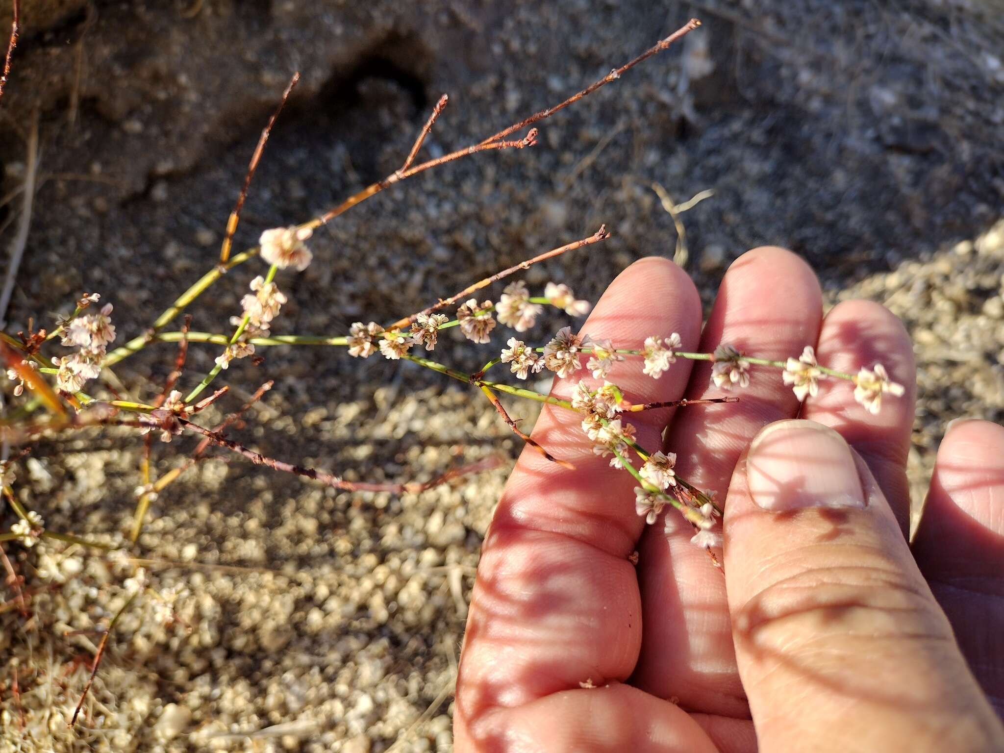 Imagem de Eriogonum gracile var. incultum J. L. Reveal