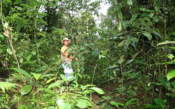 Image of <i>Chimarrhis latifolia</i> Standl.