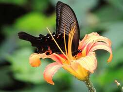 Sivun Papilio macilentus Janson 1877 kuva