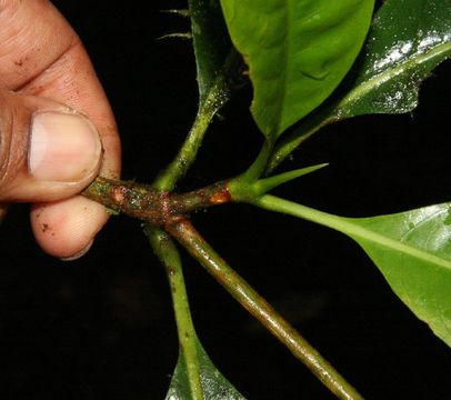 Image of <i>Chimarrhis latifolia</i> Standl.