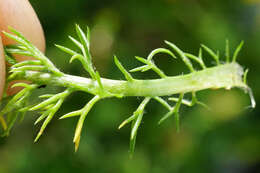 صورة Achillea clusiana Tausch