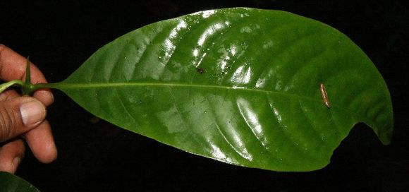 Image of <i>Chimarrhis latifolia</i> Standl.