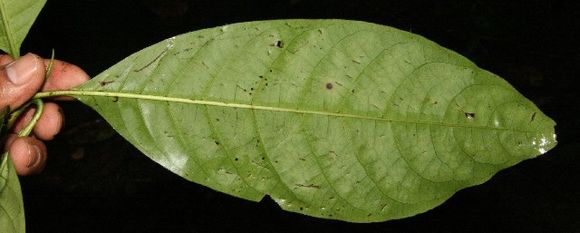 Image of <i>Chimarrhis latifolia</i> Standl.