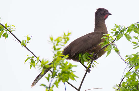 Image de Ortalide chacamel