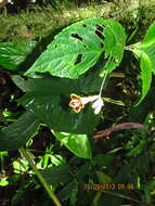 Image of Gasteranthus leopardus M. Freiberg