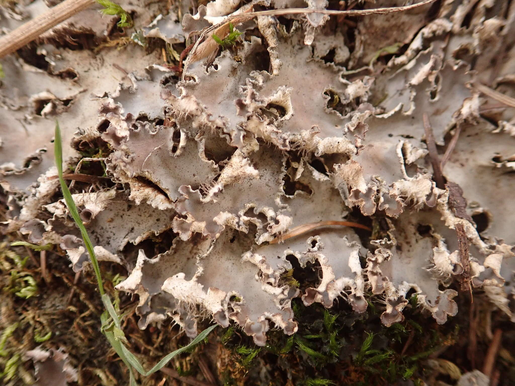 Image of felt lichen