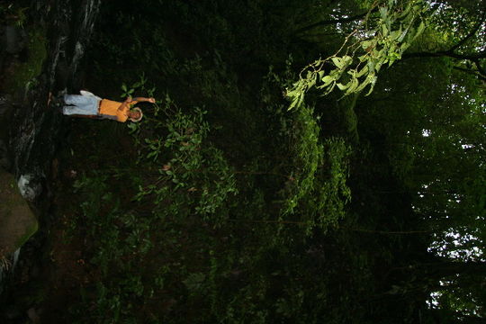 Image of <i>Chimarrhis latifolia</i> Standl.