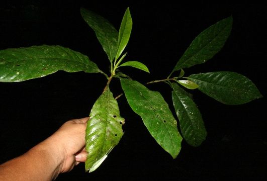 Image of <i>Chimarrhis latifolia</i> Standl.