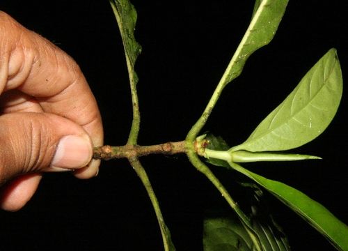 Image of <i>Chimarrhis latifolia</i> Standl.