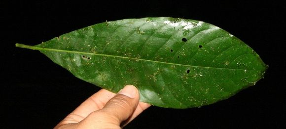 Image of <i>Chimarrhis latifolia</i> Standl.