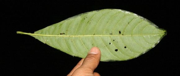 Image of <i>Chimarrhis latifolia</i> Standl.