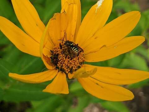 Imagem de Paranthidium jugatorium (Say 1824)