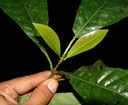 Image of <i>Chimarrhis latifolia</i> Standl.