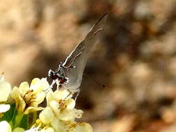 Image of Red-lined Scrub-Hairstreak