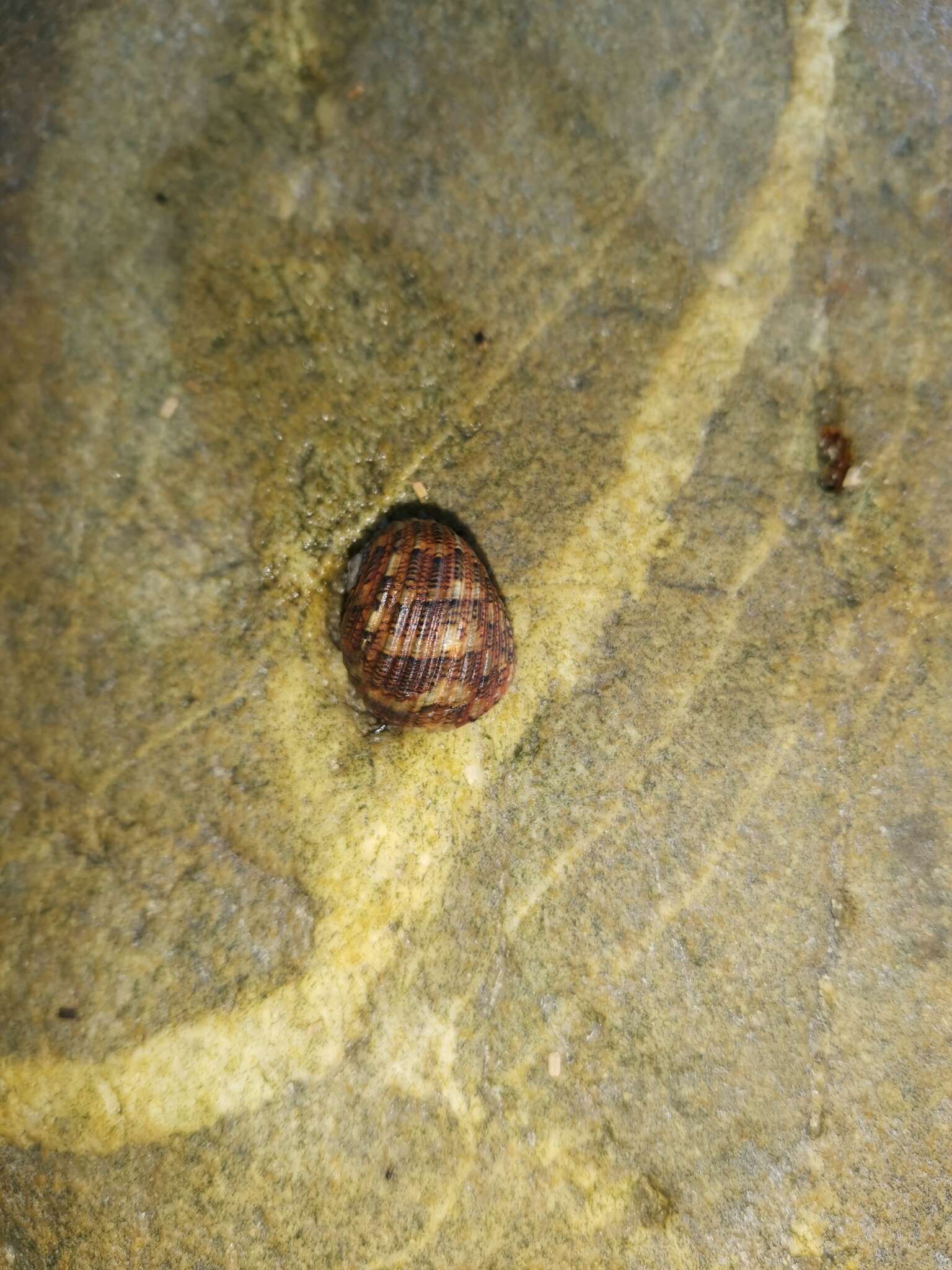 Image of Nerita chamaeleon Linnaeus 1758