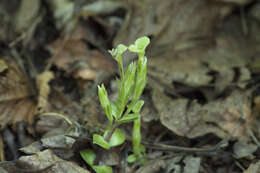 Image of Gentiana zollingeri Fawcett