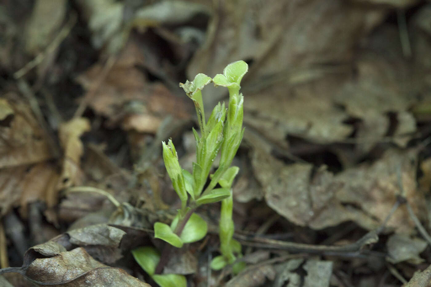 Image of Gentiana zollingeri Fawcett