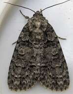 Image of Acronicta tristis Smith 1911