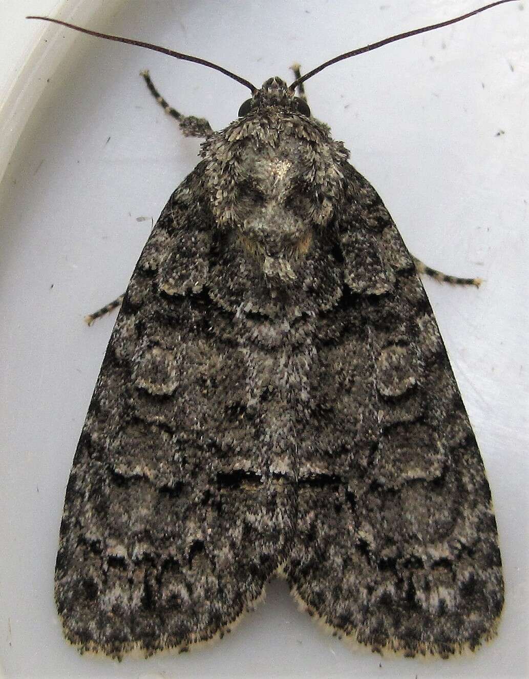 Image of Acronicta tristis Smith 1911