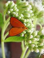 Plancia ëd Eudulophasia invaria Walker 1854