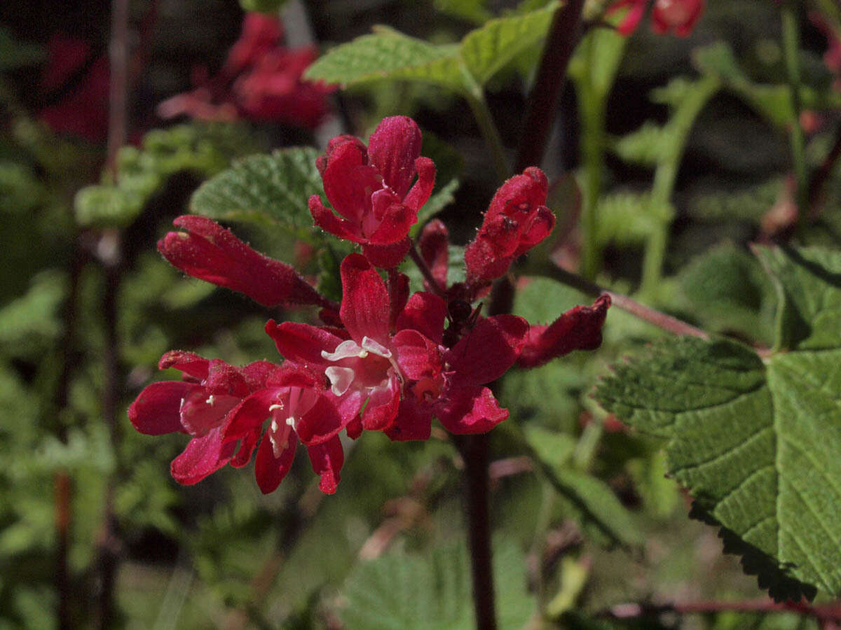 Imagem de Ribes sanguineum var. sanguineum