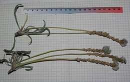 Plantago albicans L. resmi