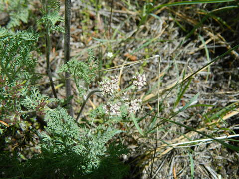 Image of bigseed biscuitroot