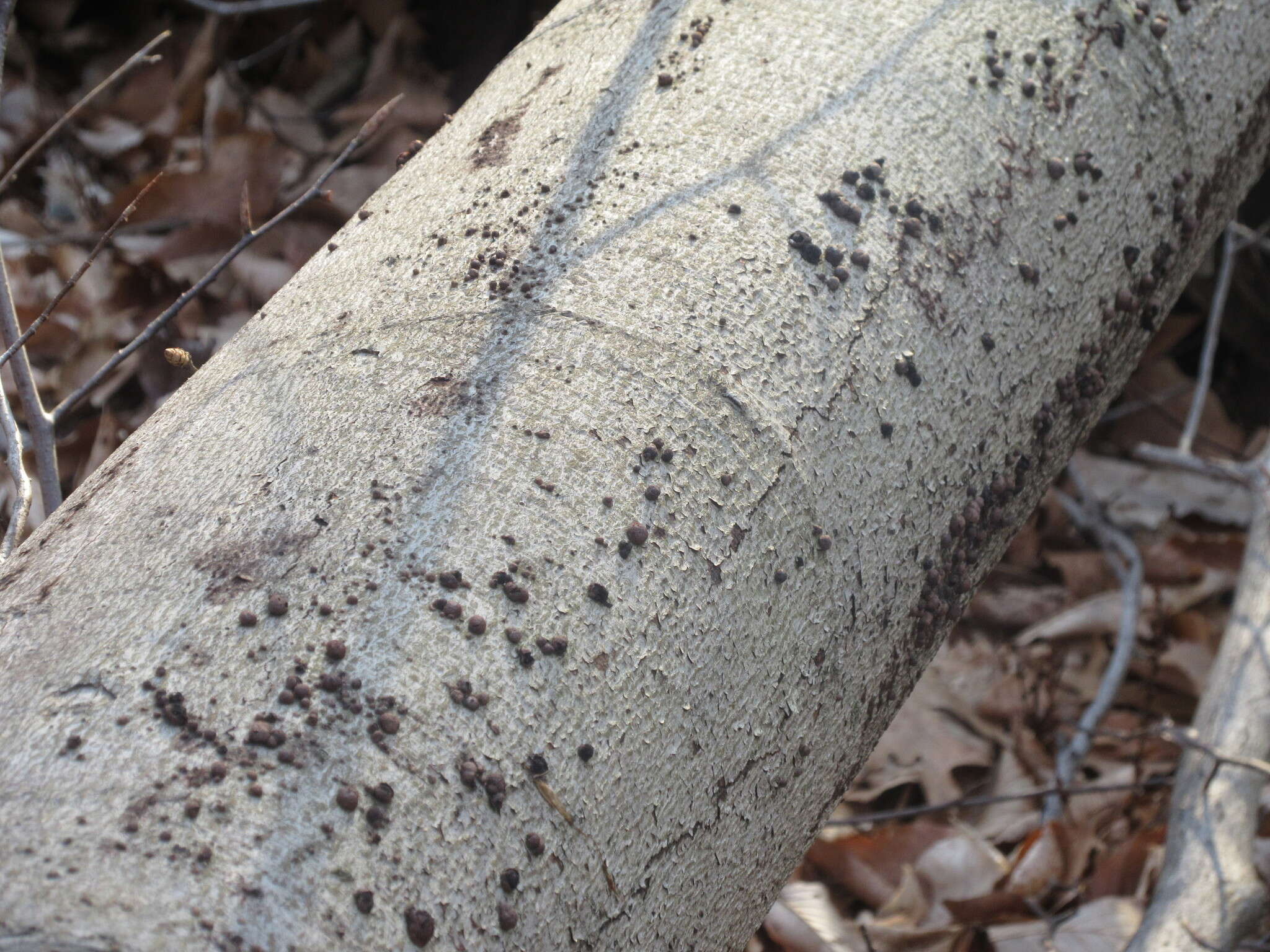 Image de Hypoxylon fragiforme (Pers.) J. Kickx fil. 1835