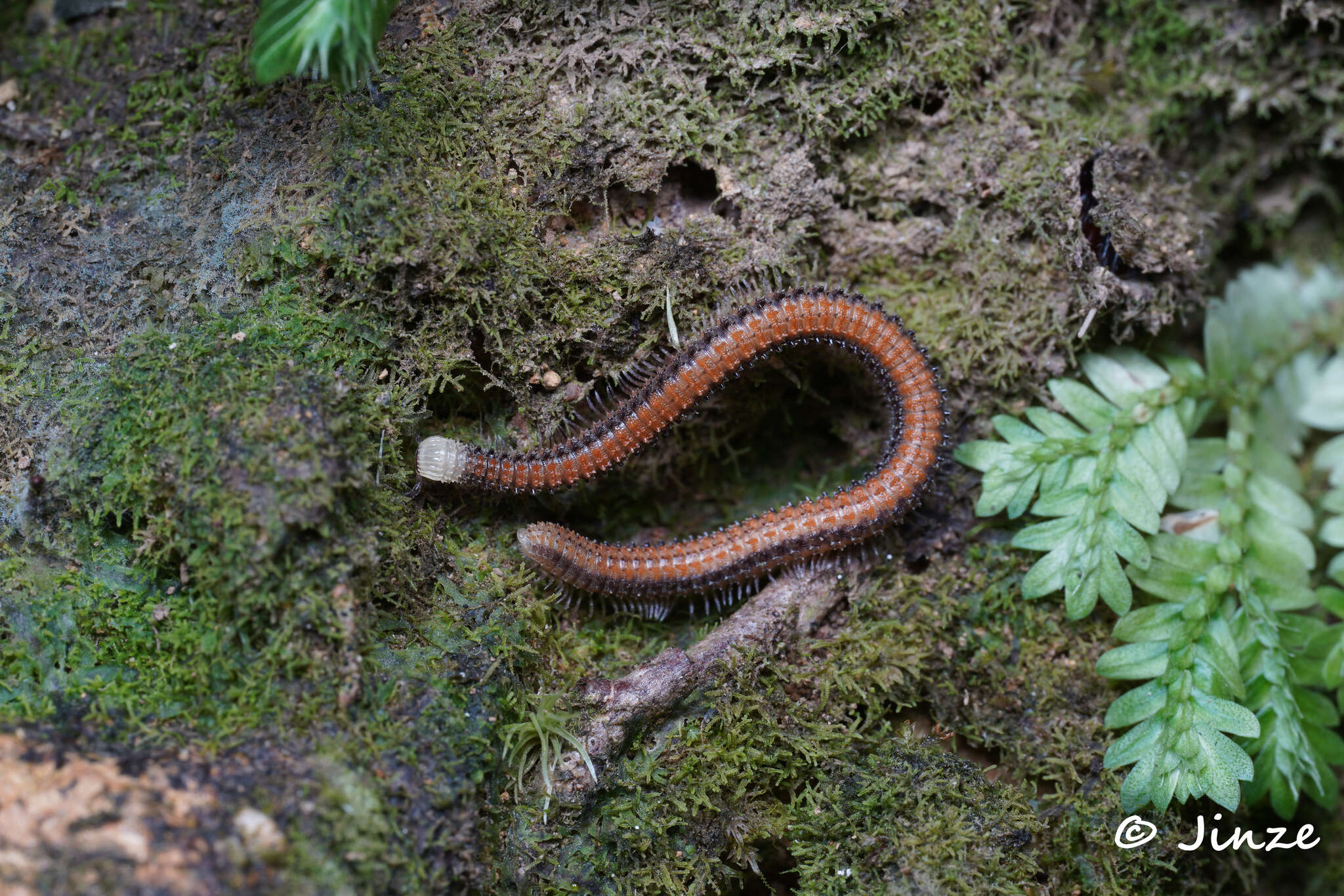 Sivun Glyphiulus formosus (Pocock 1895) kuva