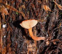 Plancia ëd Lactarius eucalypti O. K. Mill. & R. N. Hilton 1987