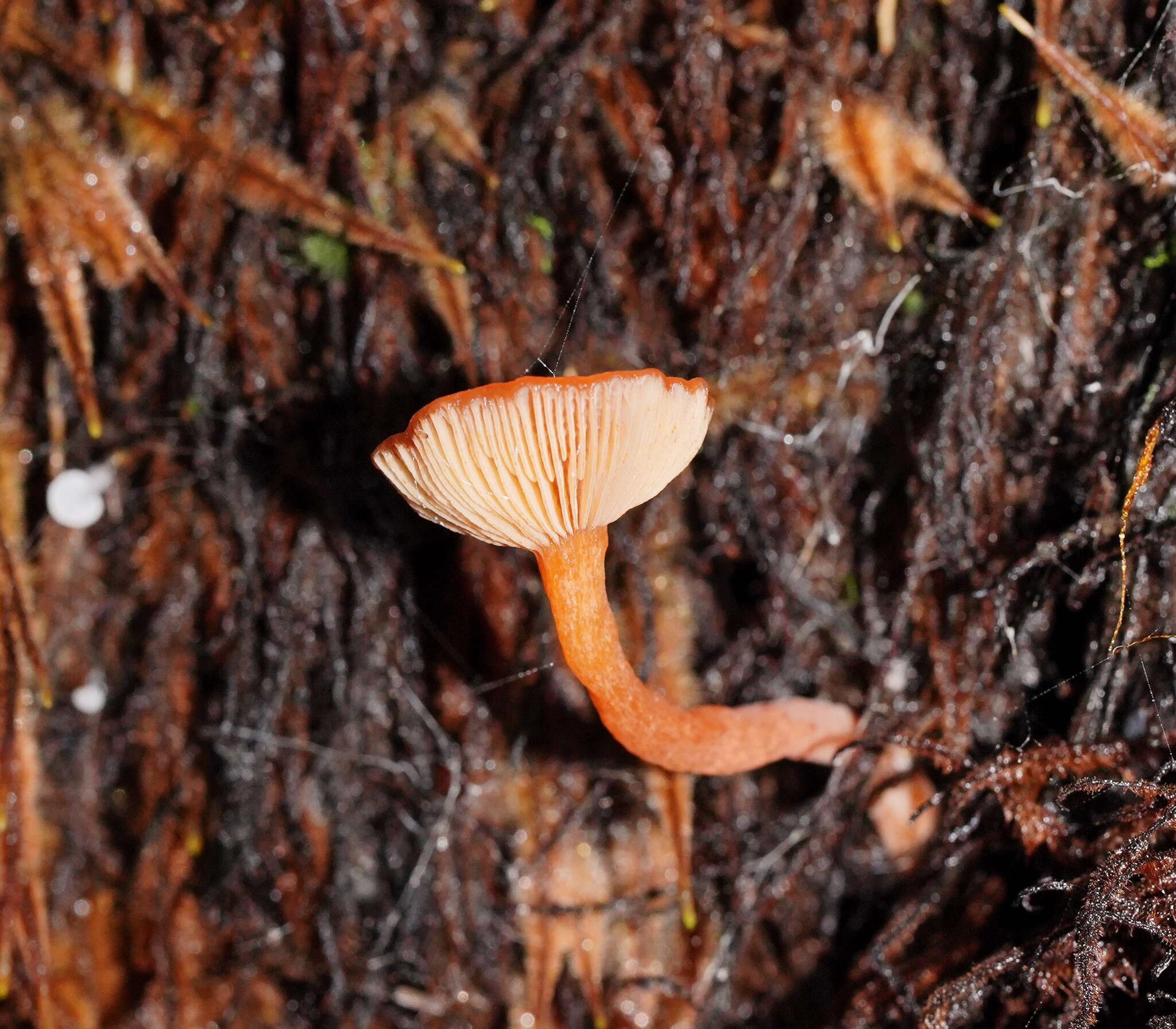 Plancia ëd Lactarius eucalypti O. K. Mill. & R. N. Hilton 1987