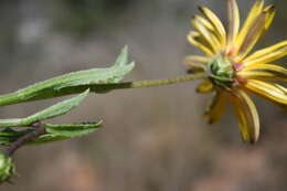 Image of Arctotis linearis Thunb.