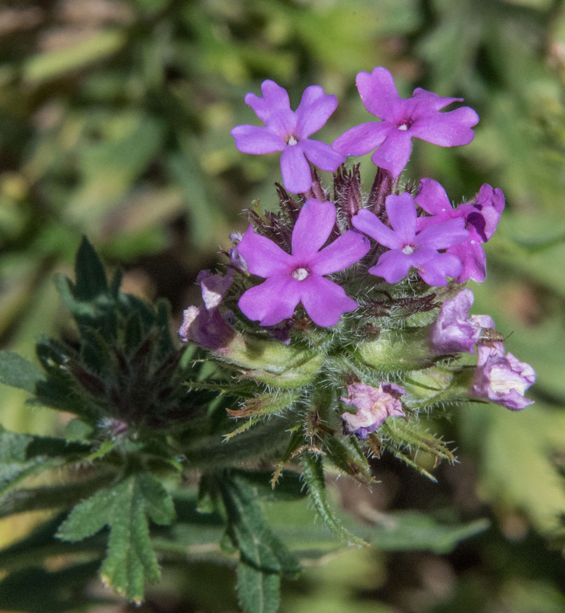 Image of Chiricahua Mountain mock vervain