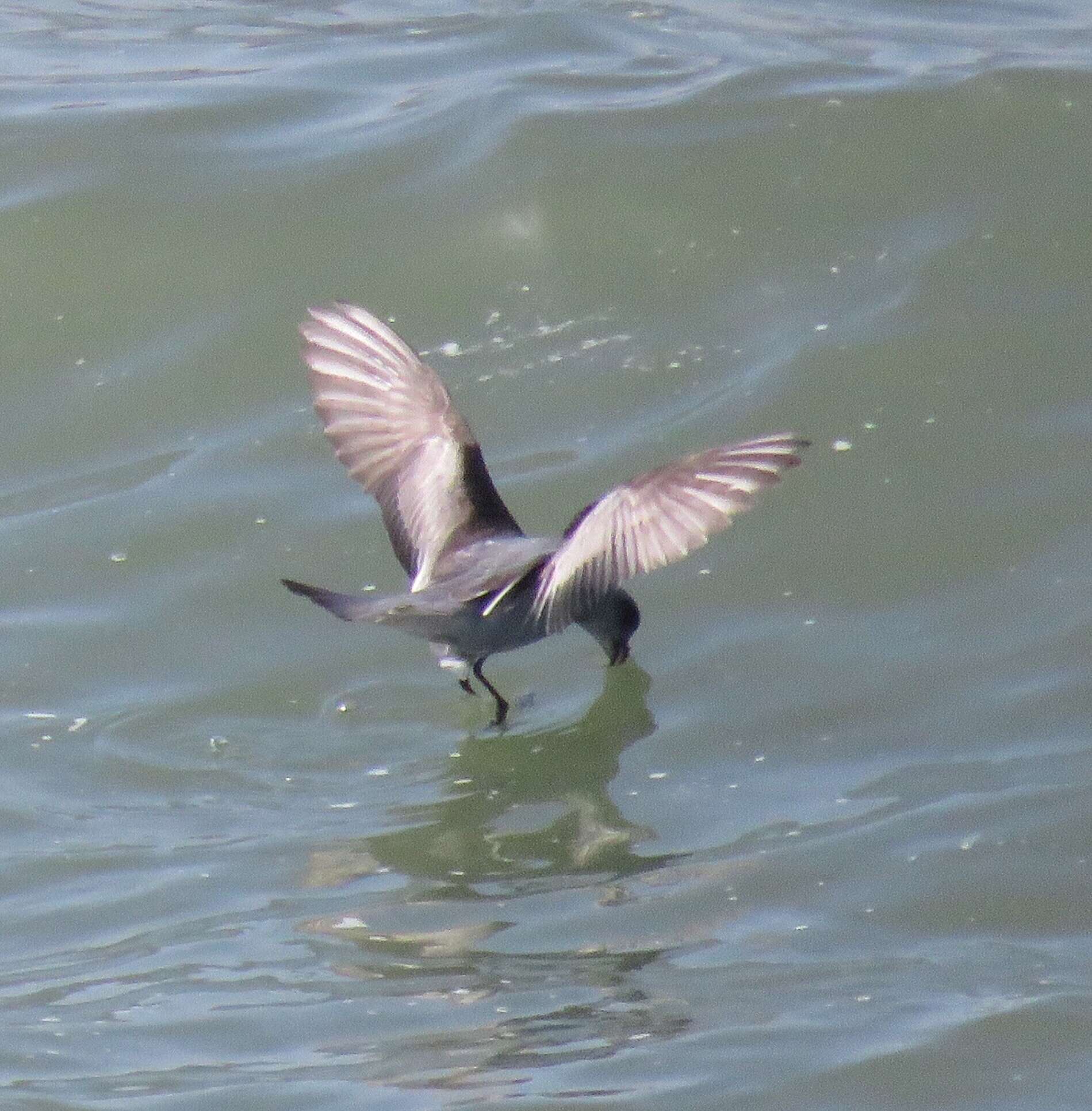 Image of fork-tailed storm-petrel