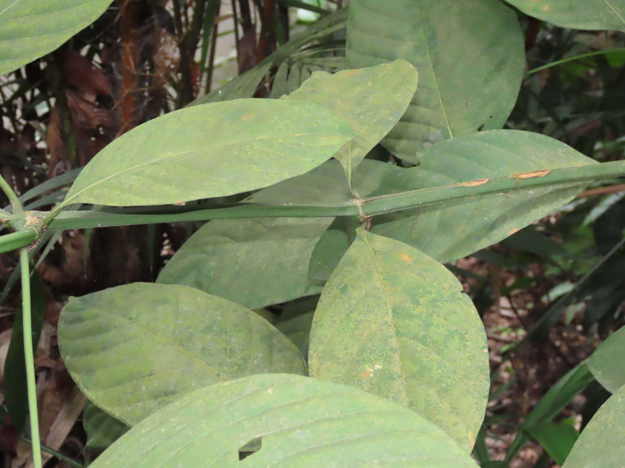 Image de Uncaria longiflora (Poir.) Merr.