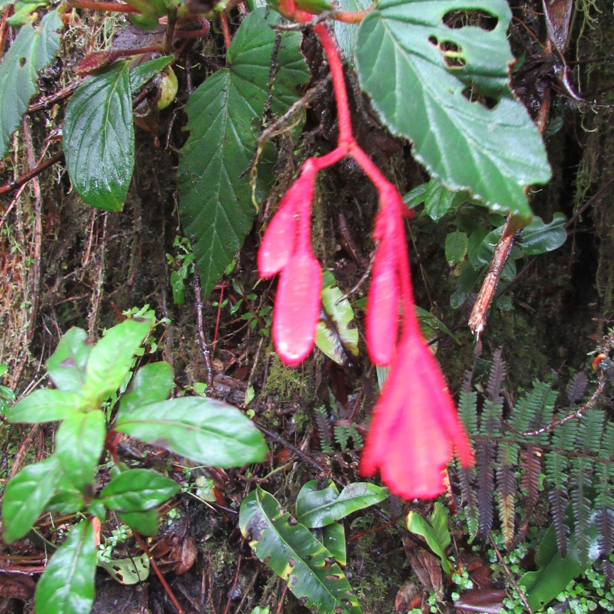 Слика од Begonia ferruginea L. fil.