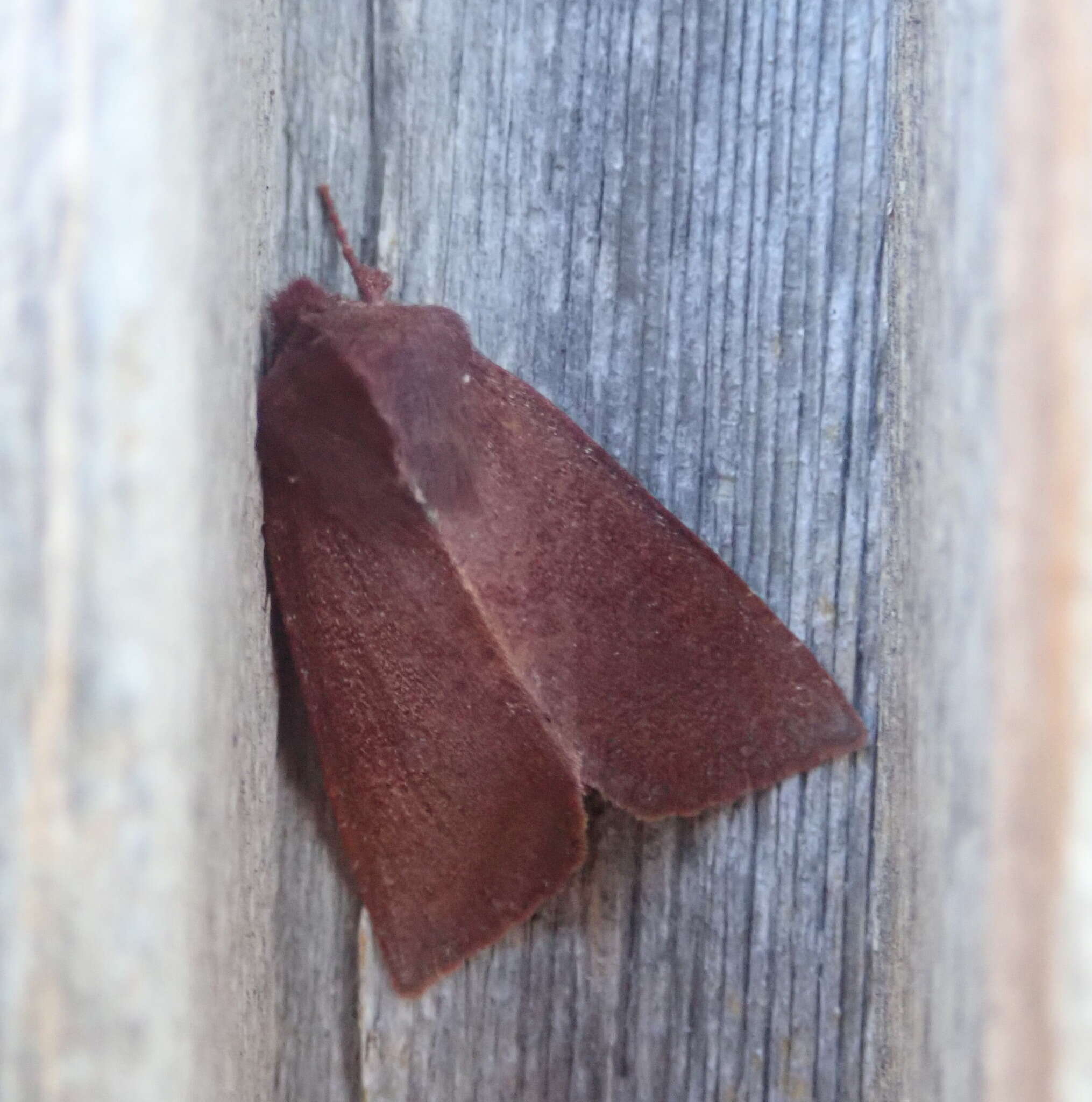 Image of Orthosia transparens Grote 1881