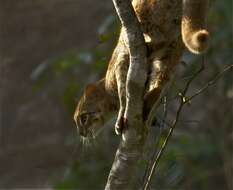 Image of Rusty-Spotted Cat