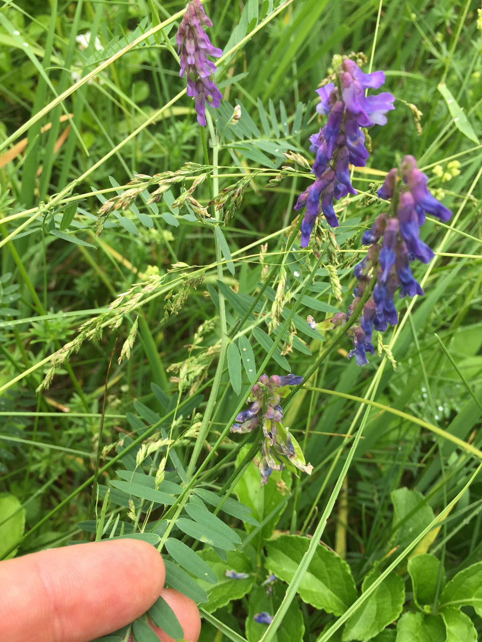 Image of bird vetch