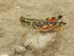 Image of Melanoplus occidentalis (Thomas & C. 1872)