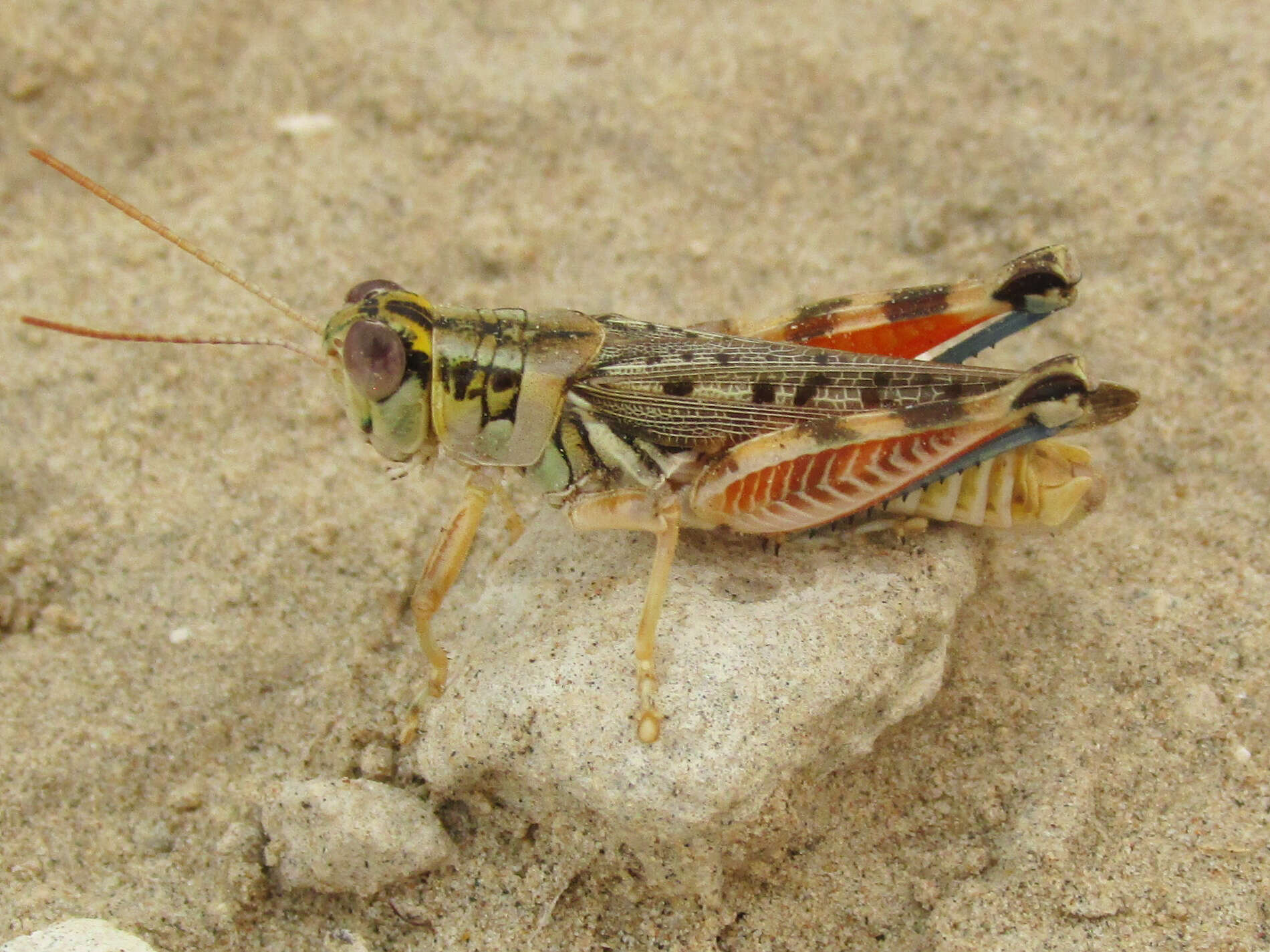 Image de Melanoplus occidentalis (Thomas & C. 1872)