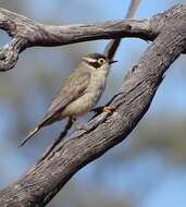 صورة Melithreptus brevirostris pallidiceps Mathews 1912