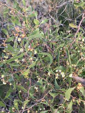 Image of Hakea anadenia Haegi