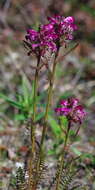 Image of Purple-Rattle