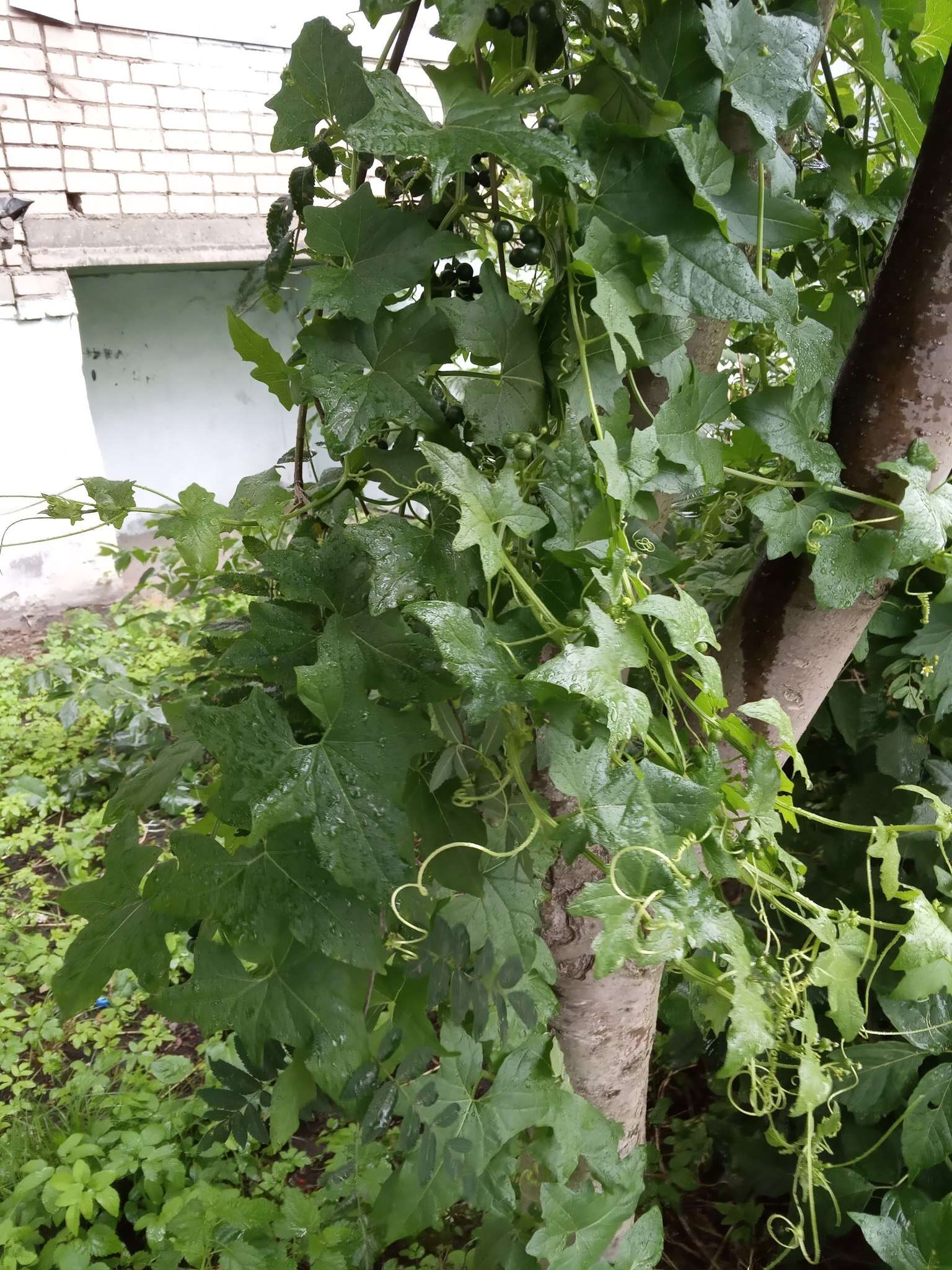 Image of white bryony