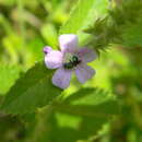 Image de Ceratina cyaniventris Cresson 1865