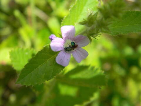 صورة Ceratina cyaniventris Cresson 1865