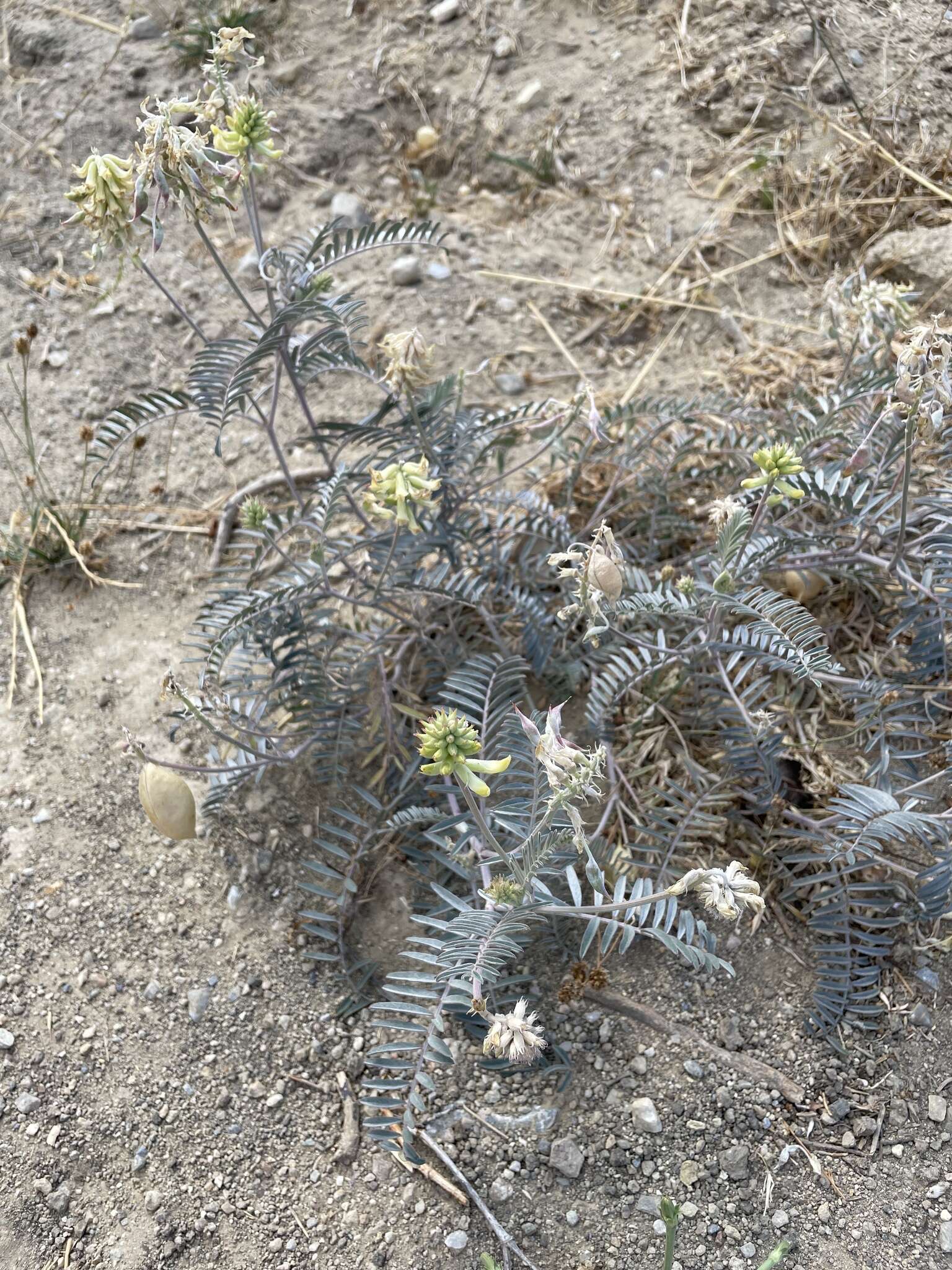 Imagem de Astragalus asymmetricus Sheldon