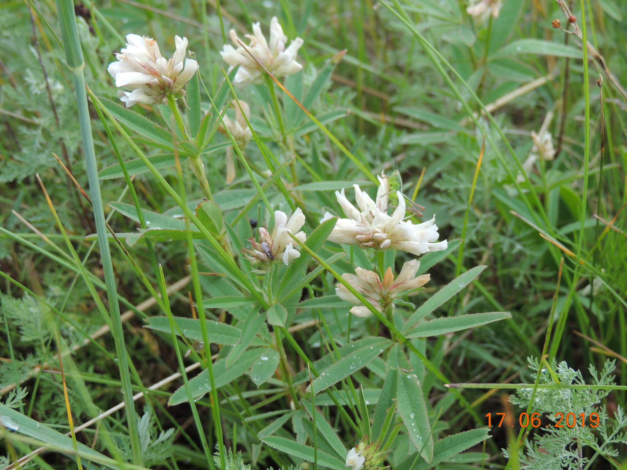 Image of lupine clover